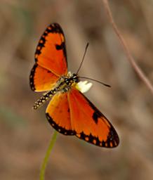 Qn Elizabeth NP Butterfly Dancing Acraea