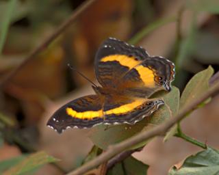 Qn Elizabeth NP Butterfly Admiral