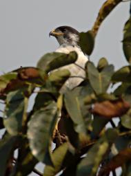 Qn Elizabeth NP Bird Xxx Hawk