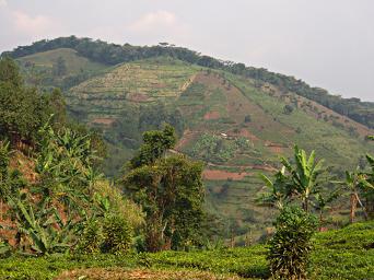 Bwindi NP