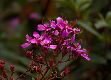 Bwindi NP Flower Xxx Pink White