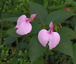 Bwindi NP Flower Xxx Pink