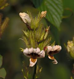 Bwindi NP Flower Xxx White