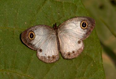 Bwindi NP Butterfly Eyed Ringlet