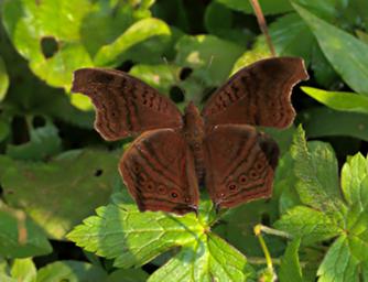 Bwindi NP Butterfly Brown Pansy