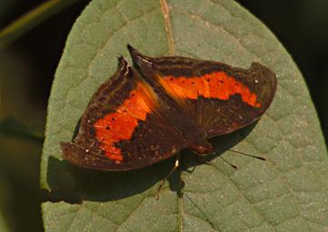 Bwindi NP Butterfly Forest Commodore