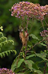 Bwindi NP Bird Speckled Mousebird