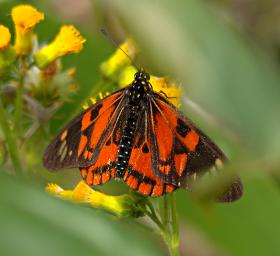 Bwindi NP Butterfly Xxx