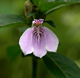 Bwindi NP Flower Xxx White Pink