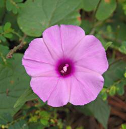 Bwindi NP Flower Xxx