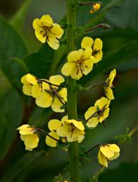 Bwindi NP Flower Xxx Yellow