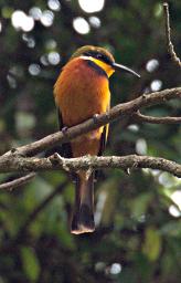Bwindi NP Bird Cinnamon Chested Bee Eater