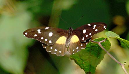 Bwindi NP Butterfly White Banded Swallowtail