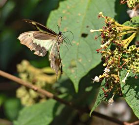 Bwindi NP Butterfly Xxx