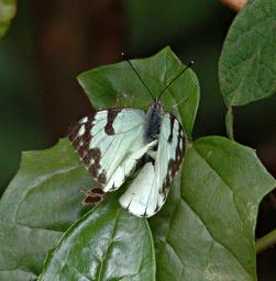 Bwindi NP Butterfly Brown Veined White