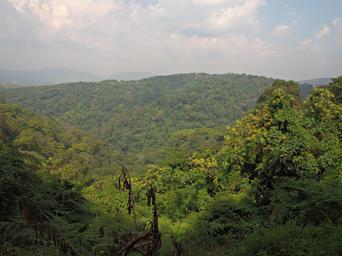 Bwindi NP