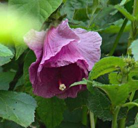 Bwindi NP Flower Xxx Purple