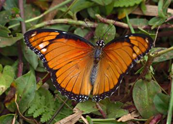 Bwindi NP Butterfly African Queen