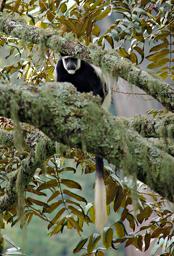 Bwindi NP Black White Colobus Monkey