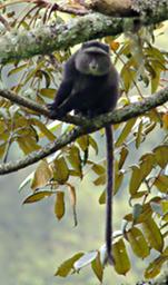 Bwindi NP Blue Monkey