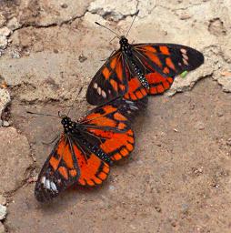 Bwindi NP Butterfly Xxx