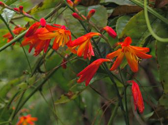 Bwindi NP Flower Xxx Orange