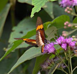 Bwindi NP Butterfly Sotik Acraea