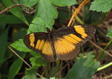 Bwindi NP Butterfly Tiny Acraea