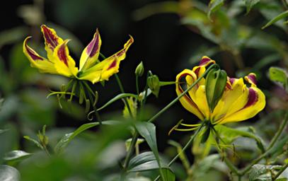 Bwindi NP Flower Gloriosa Superba