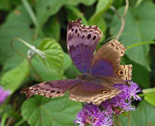 Bwindi NP Butterfly Blue Mother Of Pearl