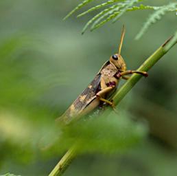 Bwindi NP Grasshopper