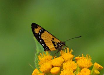 Bwindi NP Butterfly Xxx