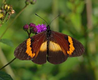 Bwindi NP Butterfly Sotik Acraea