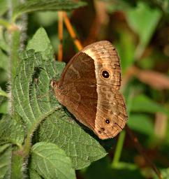 Bwindi NP Butterfly Common Bush Brown