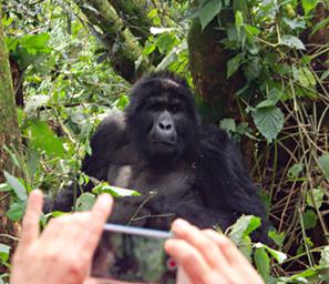 Bwindi NP Mountain Gorilla