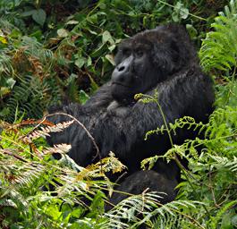 Bwindi NP Mountain Gorilla