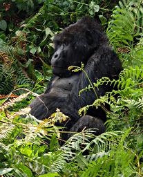 Bwindi NP Mountain Gorilla