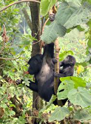 Bwindi NP Mountain Gorilla