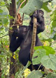 Bwindi NP Mountain Gorilla