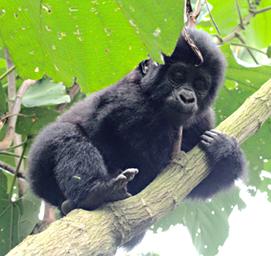 Bwindi NP Mountain Gorilla