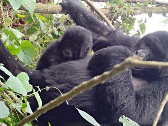 Bwindi NP Mountain Gorilla
