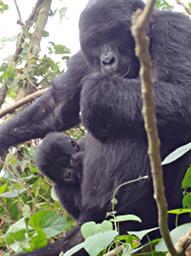 Bwindi NP Mountain Gorilla