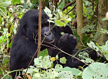 Bwindi NP Mountain Gorilla