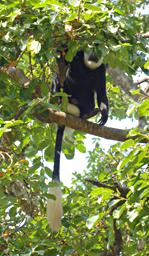 Entebbe Bot Grdn Black White Colobus Monkey