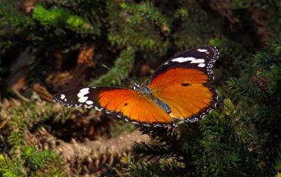 Entebbe Bot Grdn Butterfly Xxx Orange Black White