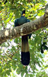 Entebbe Bot Grdn Bird Great Blue Turaco