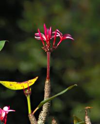 Entebbe Bot Grdn Flower Xxx Pink