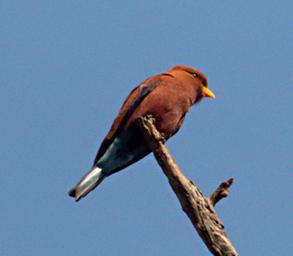 Entebbe Bot Grdn Bird Broad Billed Roller