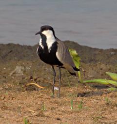 Entebbe Bot Grdn Bird Spur Winged Lapwing