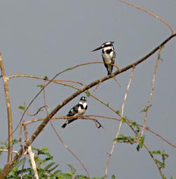 Entebbe Bot Grdn Bird Pied Kingfisher